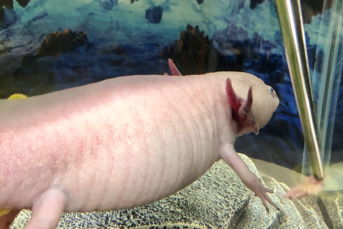 An axolotl salamander, the animal that regrows whole amputated limbs from a blastema — the icon of epimorphic regeneration; a Panacea Bio Chem research feature reviewed by Bogdan Dicoias